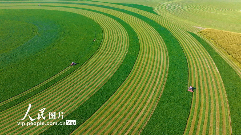 甘肃张掖：收割苜蓿【2】