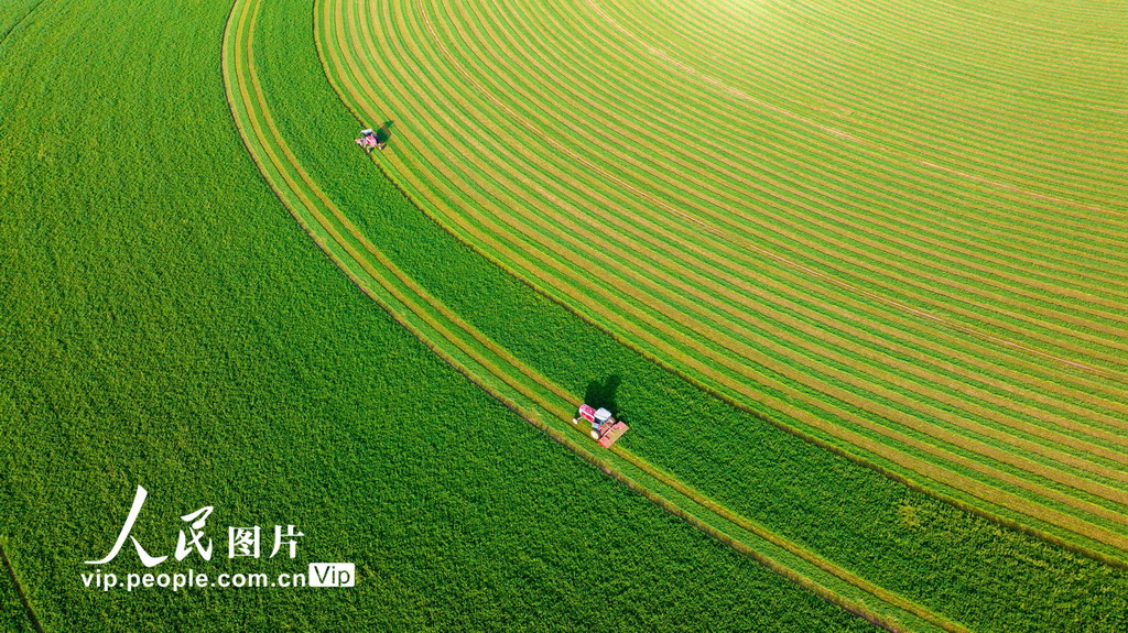 甘肃张掖：收割苜蓿【3】