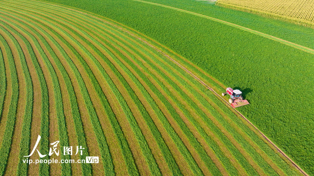 甘肃张掖：收割苜蓿【4】