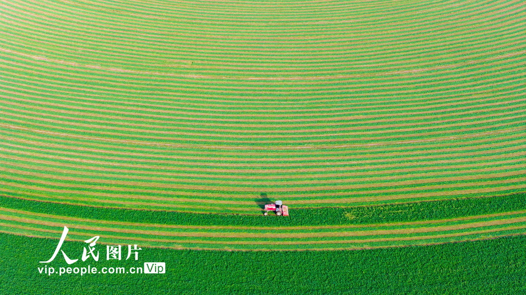 甘肃张掖：收割苜蓿【6】