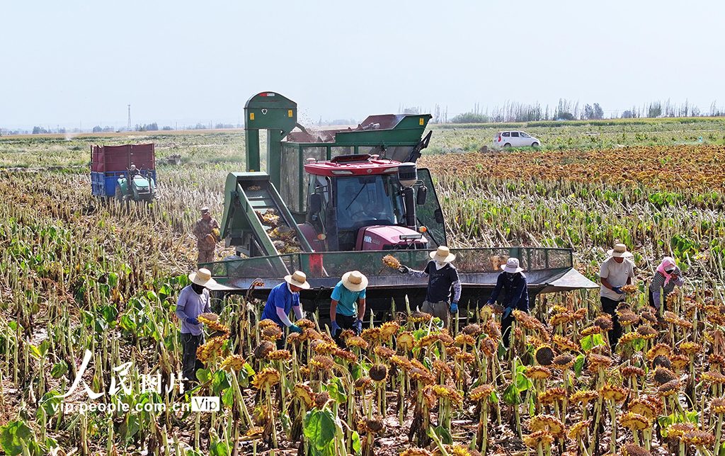 甘肃民乐：食葵迎来收获季【2】