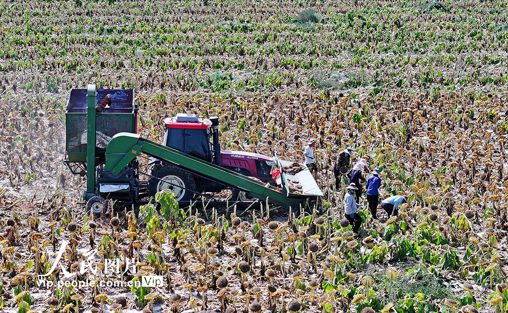 甘肃民乐：食葵迎来收获季【3】