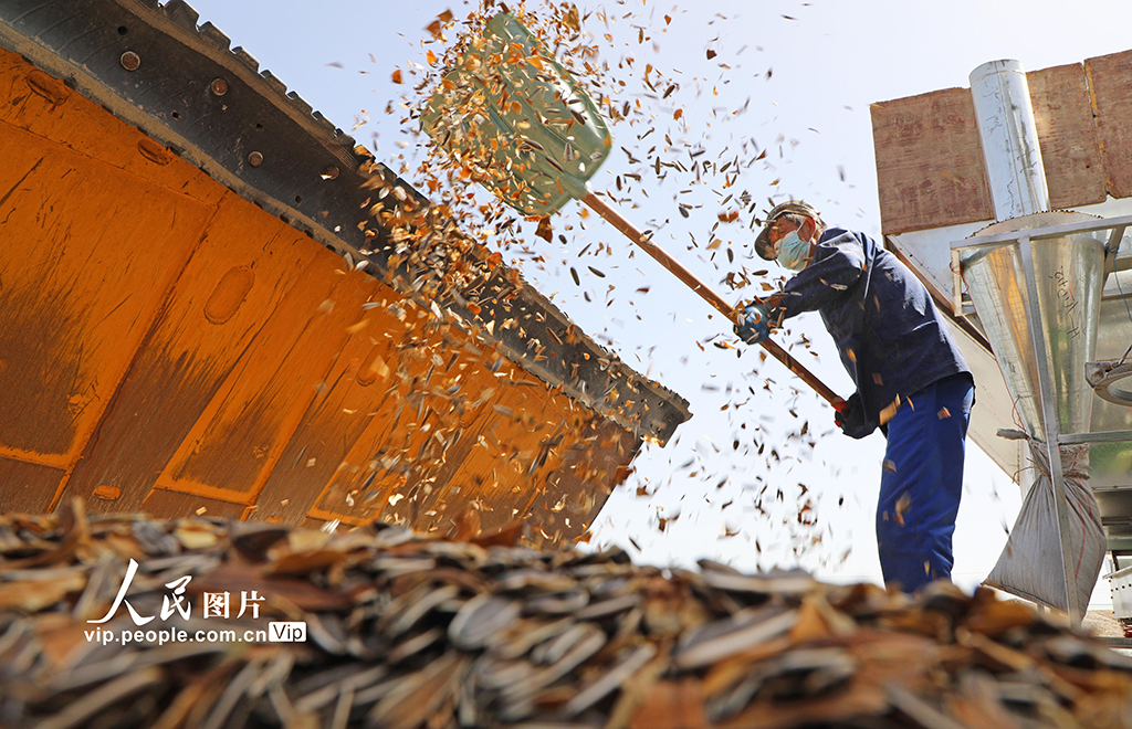 甘肃民乐：食葵迎来收获季【4】