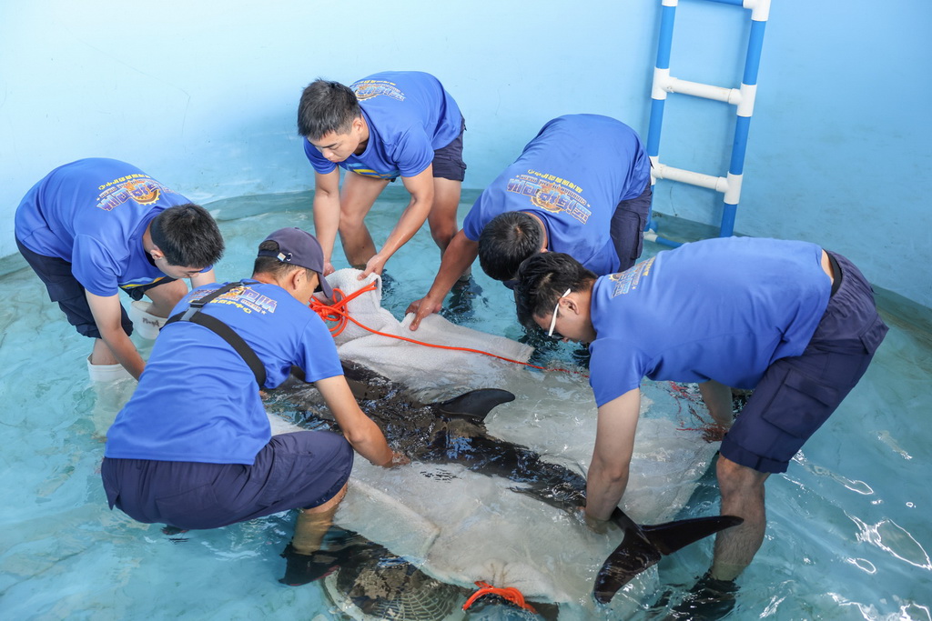 9月14日，在位于海南陵水的救助中心，救助人员将海豚“万万”转移到担架上。