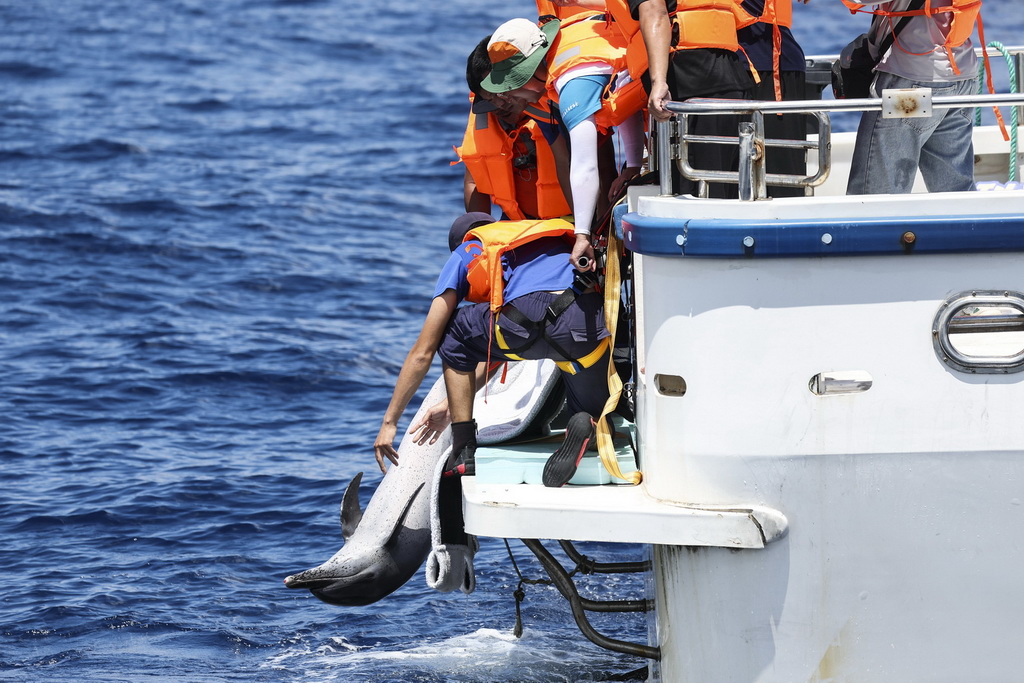 9月14日，在海南万宁一处海域，救助人员将海豚“万万”放归大海。