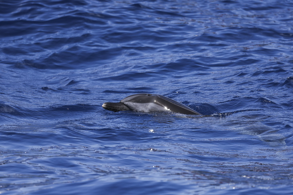 9月14日，在海南万宁一处海域，海豚“万万”在大海中畅游。