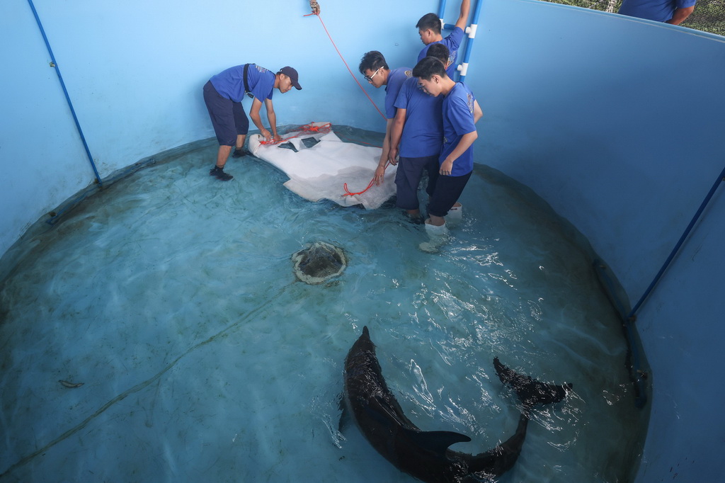 9月14日，在位于海南陵水的救助中心，救助人员在做放归前的准备工作。