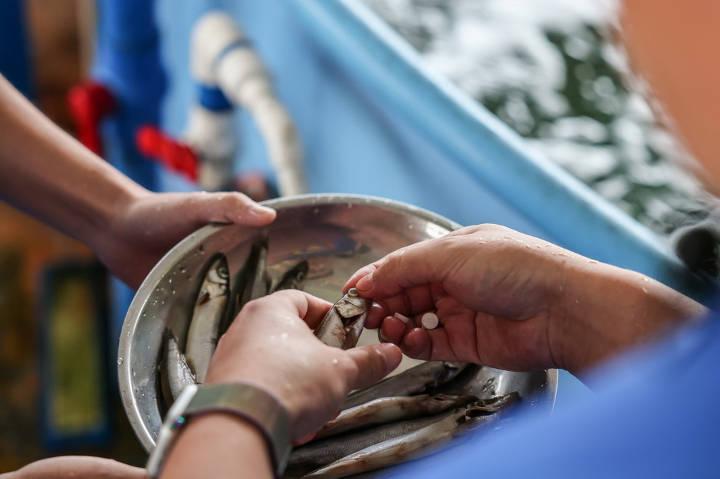 9月14日，在位于海南陵水的救助中心，救助人员将保护胃黏膜的药物塞进准备投喂给海豚“万万”的食物中，防止海豚出现应激反应损伤胃部。