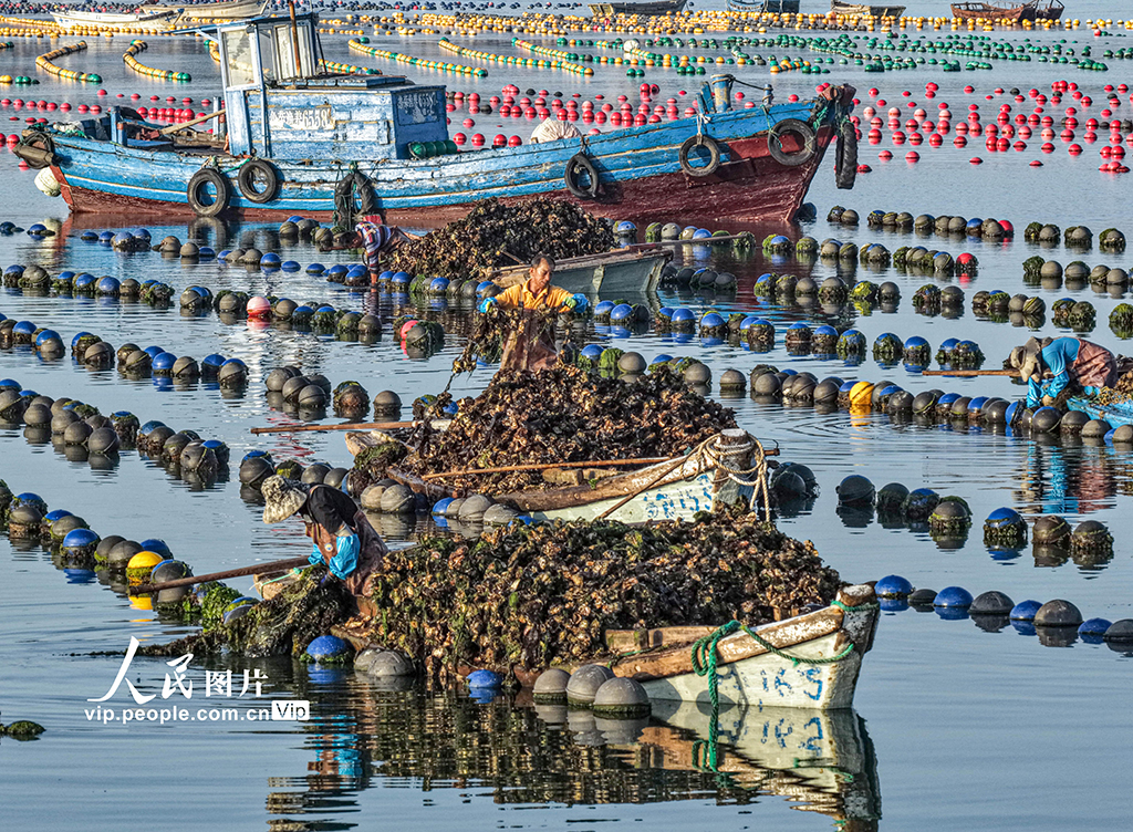 山东荣成：收获牡蛎 供应市场【2】