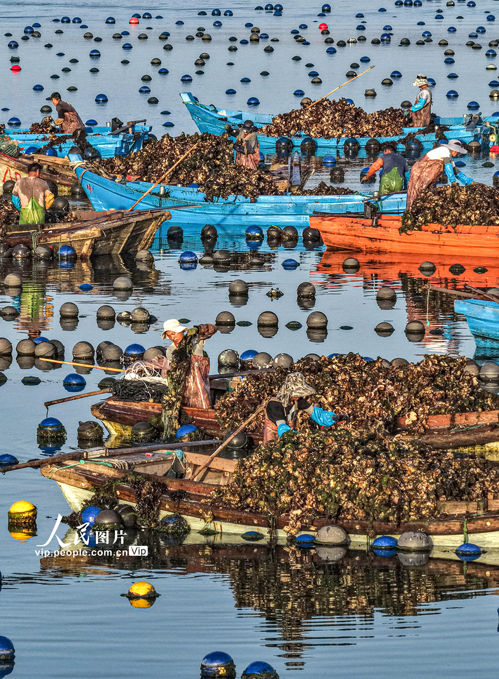 山东荣成：收获牡蛎 供应市场【3】