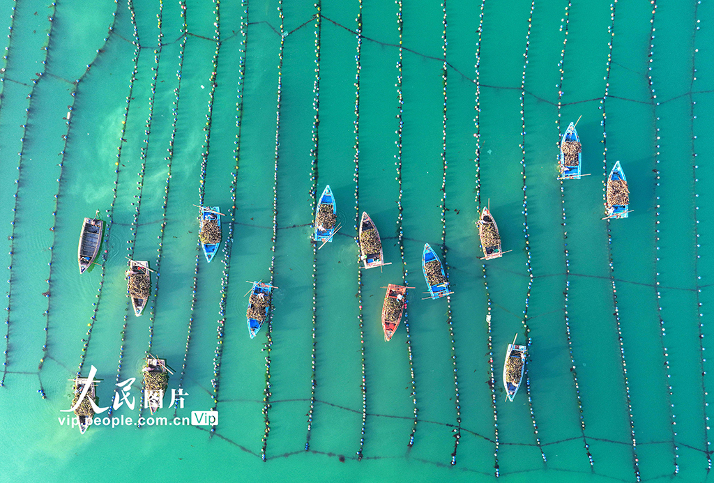 山东荣成：收获牡蛎 供应市场【4】