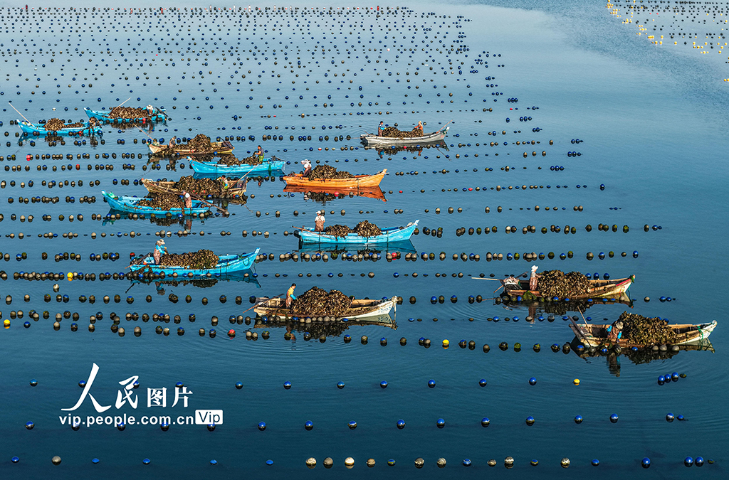 山东荣成：收获牡蛎 供应市场【5】