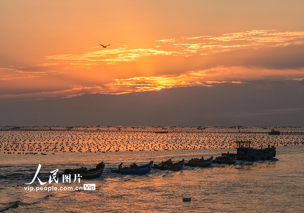 山东荣成：收获牡蛎 供应市场【6】