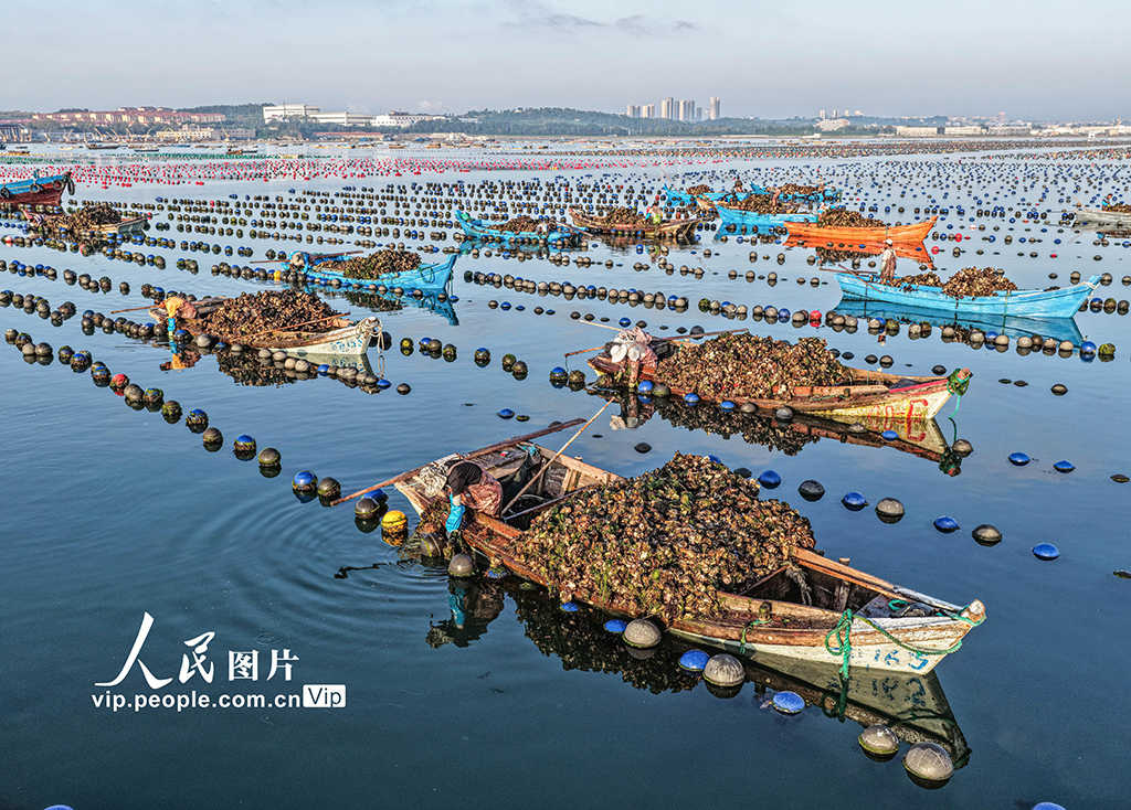 山东荣成：收获牡蛎 供应市场【7】