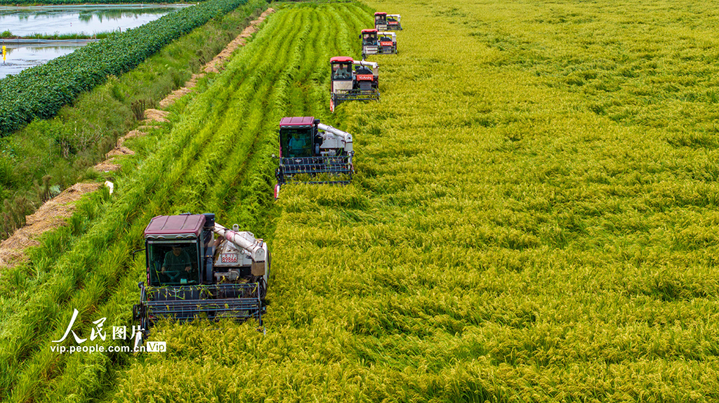 种稻开镰【4】