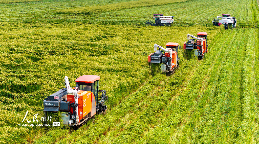 种稻开镰【2】