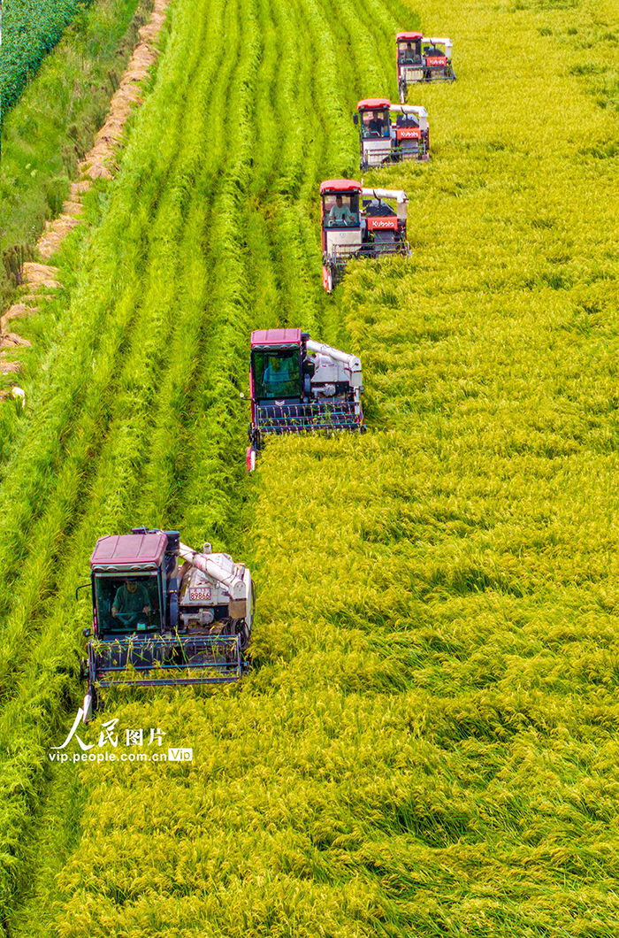 种稻开镰【5】