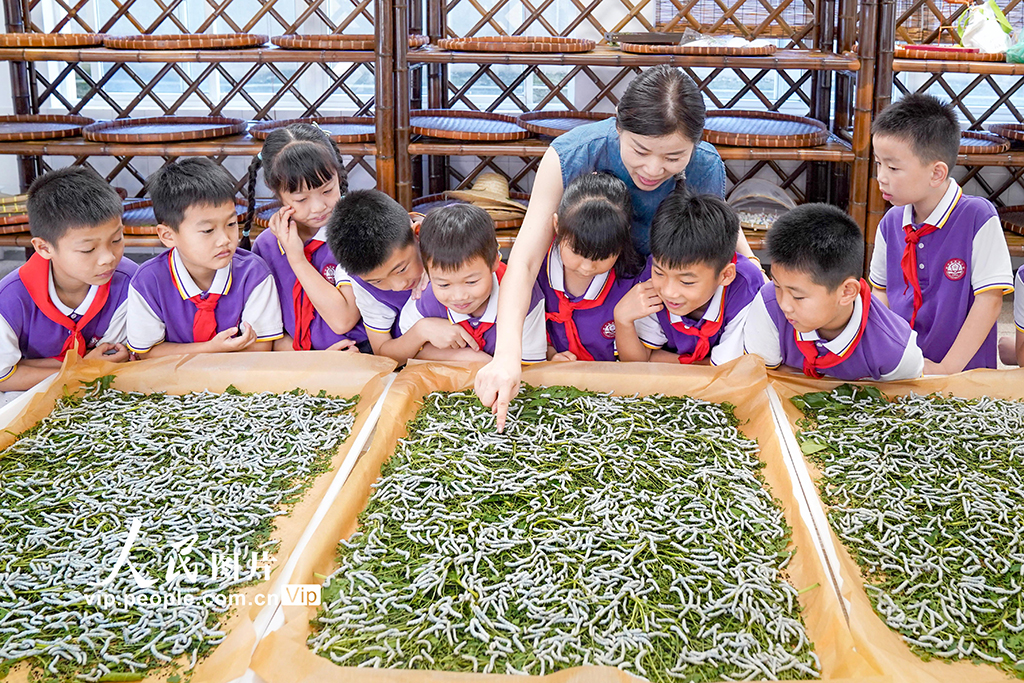 浙江安吉：桑蚕文化进校园【3】