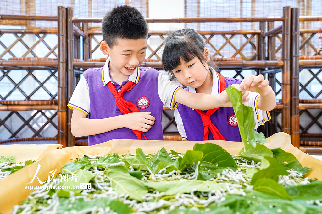 浙江安吉：桑蚕文化进校园【2】