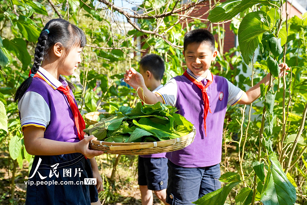 浙江安吉：桑蚕文化进校园【5】