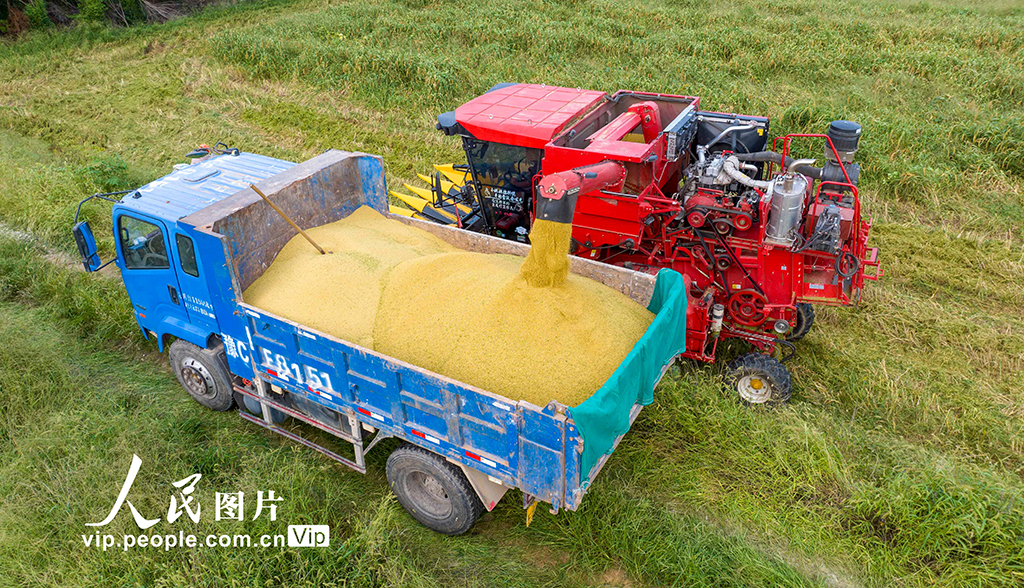 河南洛阳：谷子开镰收割【2】