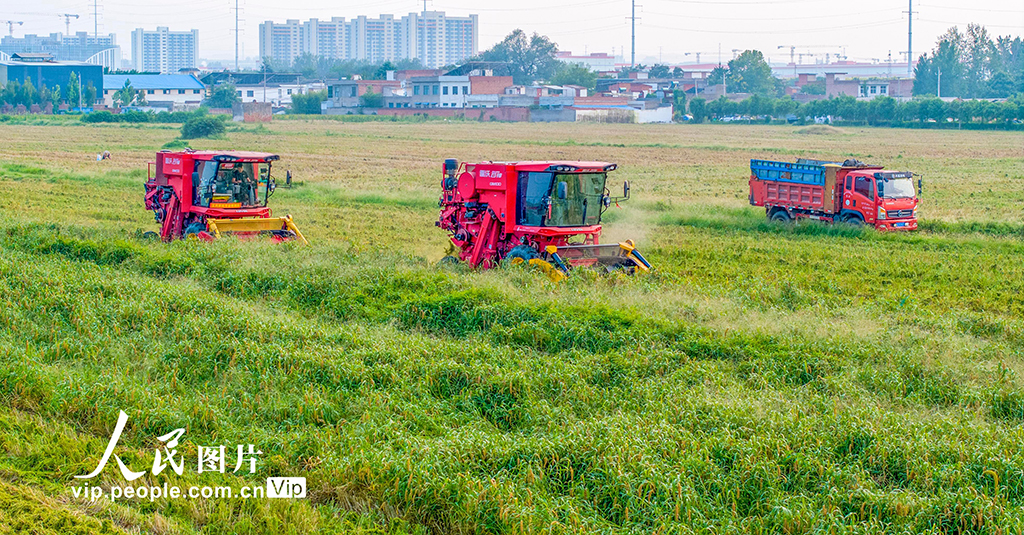 河南洛阳：谷子开镰收割【3】