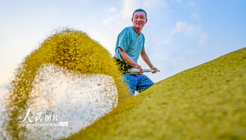 河南洛阳：谷子开镰收割【5】