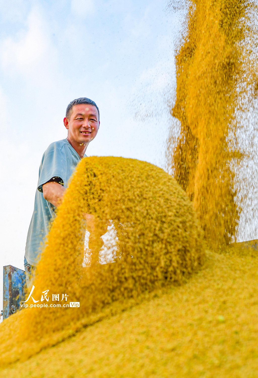 河南洛阳：谷子开镰收割【6】