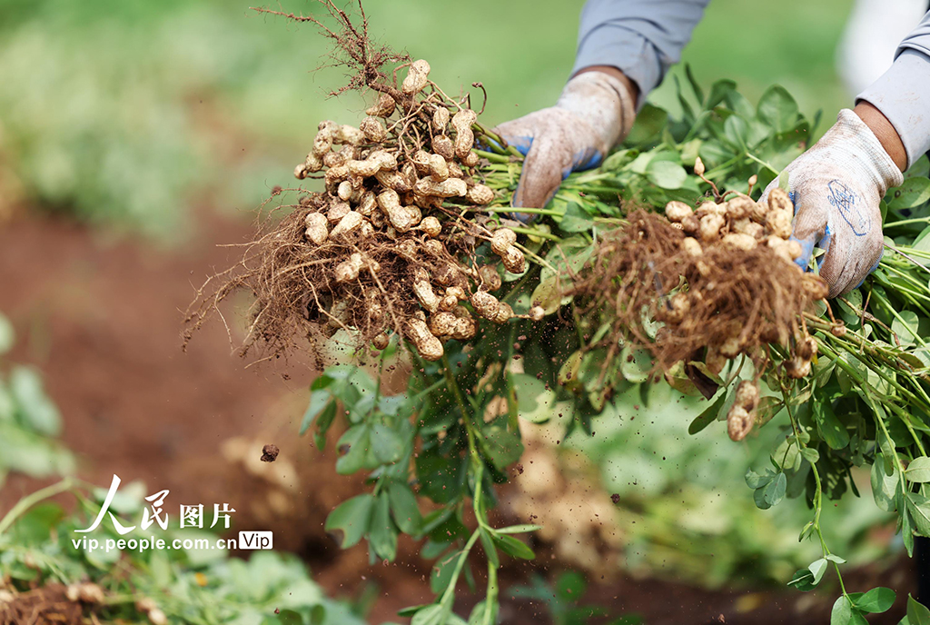 9月16日，山东省临沂市郯城县郯城街道鲁庄村村民正在收获山地花生。