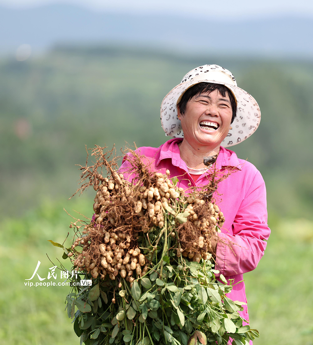 9月16日，山东省临沂市郯城县郯城街道鲁庄村村民正在收获山地花生。