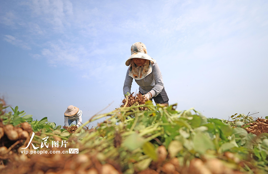 9月16日，山东省临沂市郯城县郯城街道鲁庄村村民正在收获山地花生。