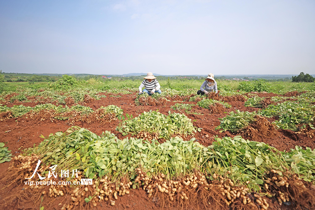 9月16日，山东省临沂市郯城县郯城街道鲁庄村村民正在收获山地花生。