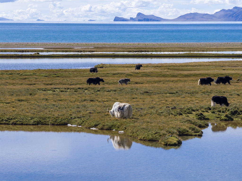 纳木错湖边景色（无人机照片，9月16日摄）。