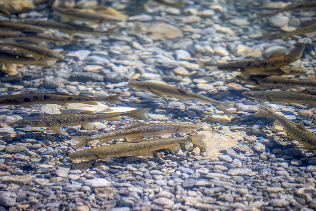 这是在纳木错拍摄到的国家二级保护动物高原裸鲤（9月16日摄）。
