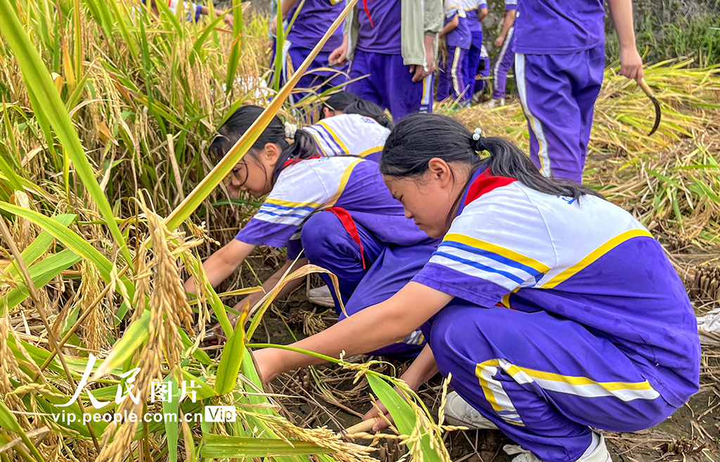 四川通江：“共享稻田”让学生体验劳动快乐【2】