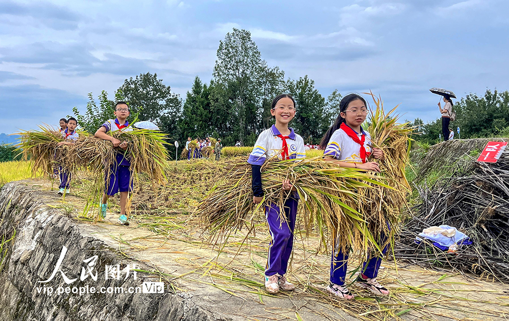 四川通江：“共享稻田”让学生体验劳动快乐【4】