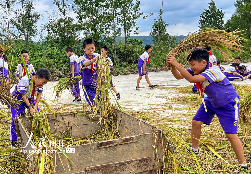 四川通江：“共享稻田”让学生体验劳动快乐【5】