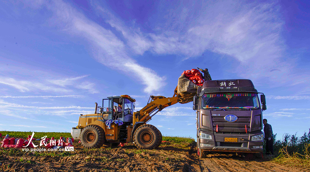 河北围场：马铃薯喜获丰收【2】