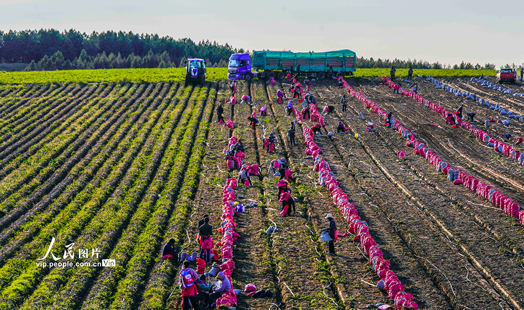 河北围场：马铃薯喜获丰收【3】
