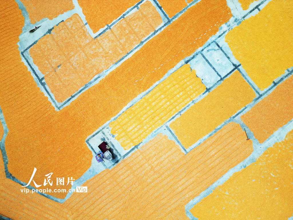 贵州黔西：丰收季节晒秋忙【2】