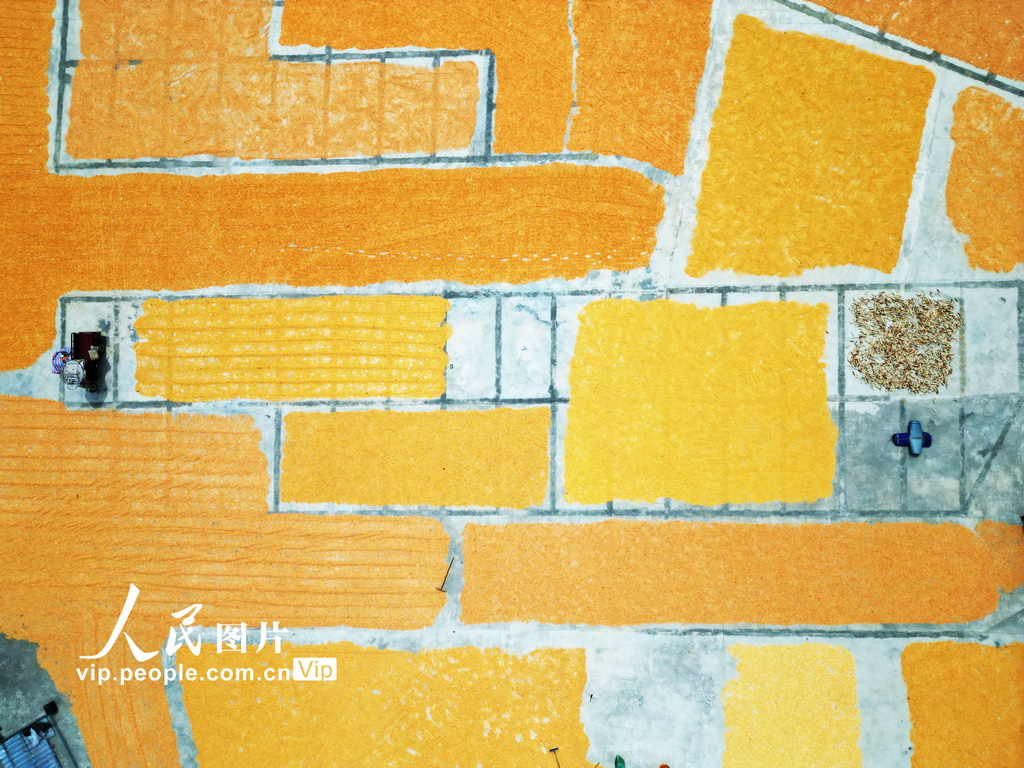 贵州黔西:丰收季节晒秋忙【3】