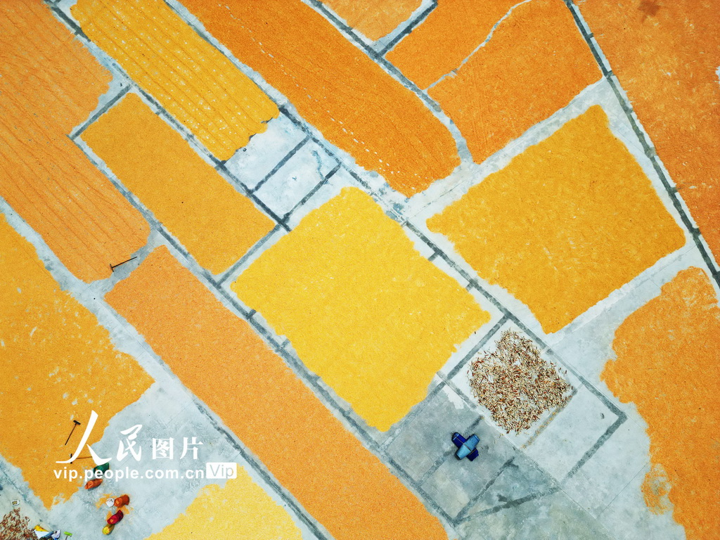 贵州黔西:丰收季节晒秋忙【4】