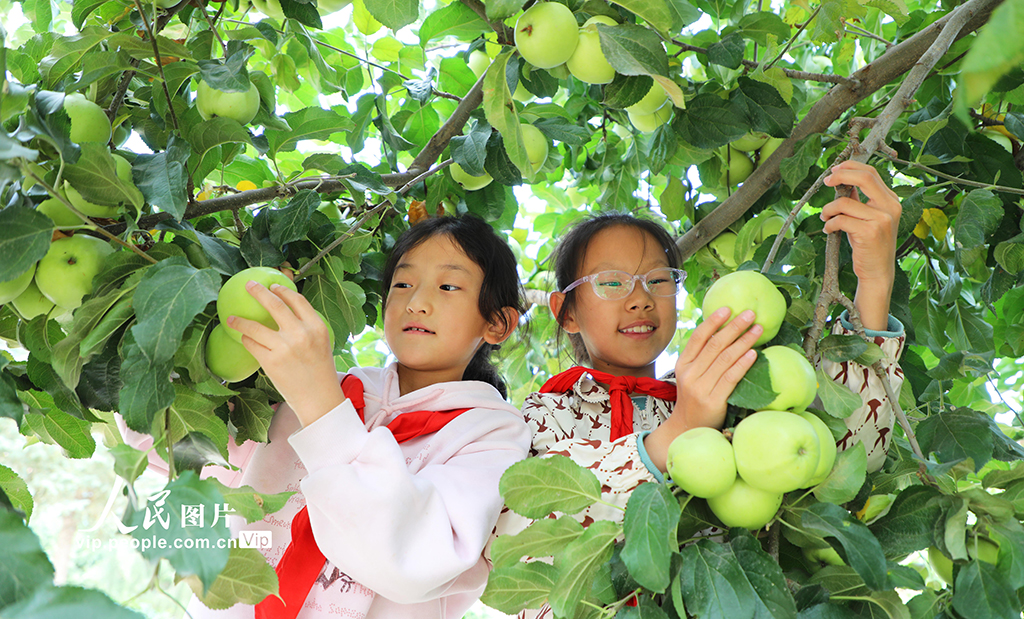 甘肃民乐：校园“丰收节”【4】