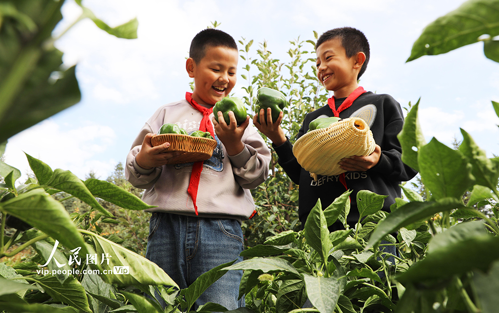 甘肃民乐：校园“丰收节”【5】