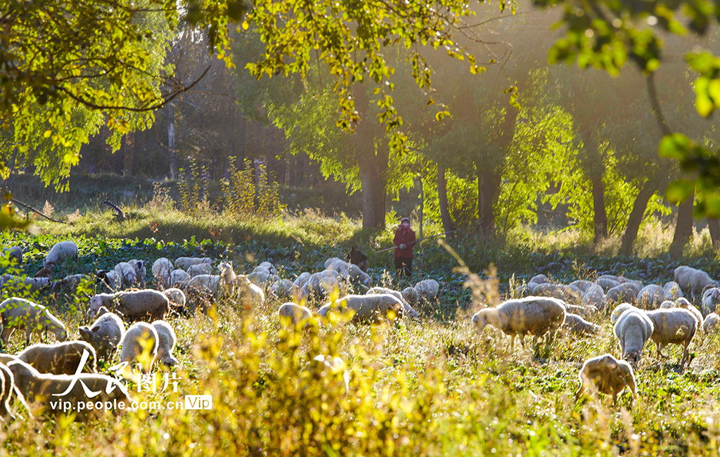 河北丰宁：坝上秋日如画【6】