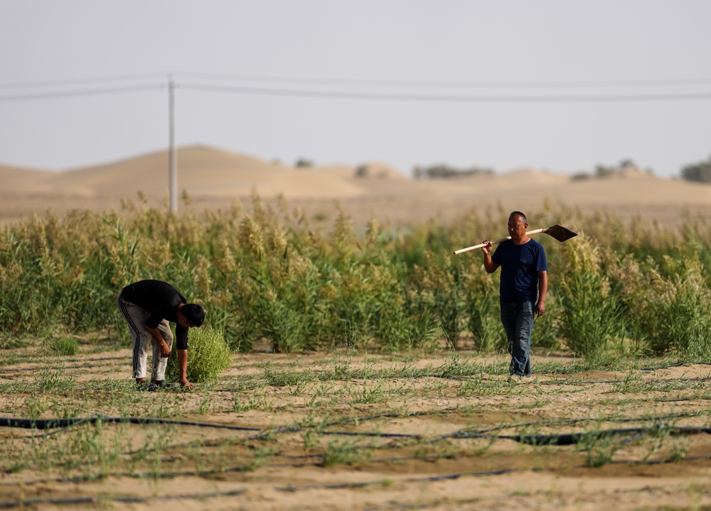 9月20日，工作人员在新疆尉犁县境内的塔里木河南岸防沙治沙区巡视。新华社记者 江文耀 摄