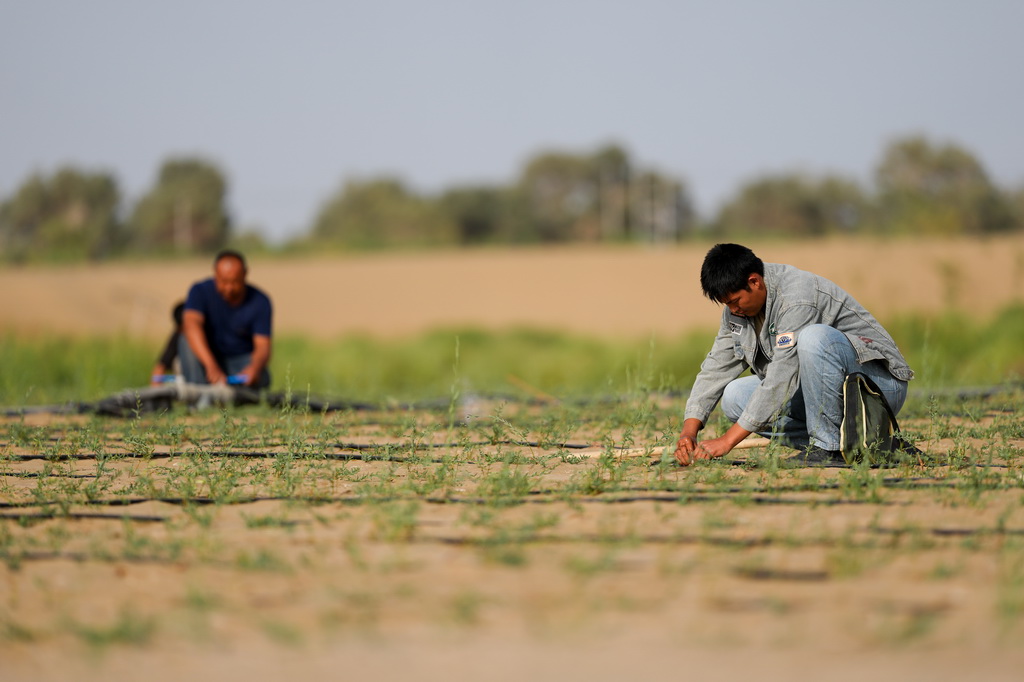 9月20日，在新疆尉犁县境内的塔里木河南岸防沙治沙区，工作人员查看滴灌管情况。新华社记者 江文耀 摄