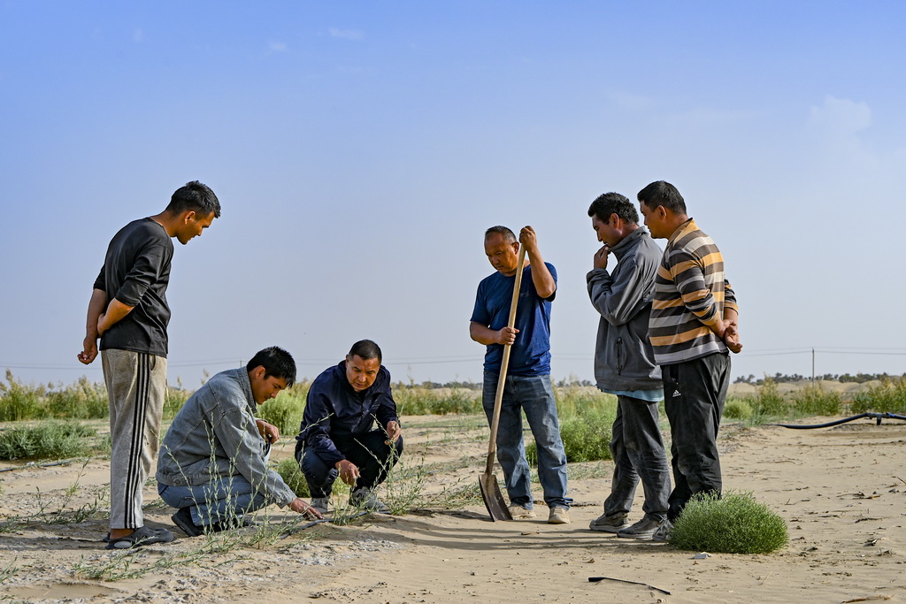 9月20日，新疆尉犁县国有林管理局护林员艾力·尼亚孜（左三）和工作人员一起查看罗布麻长势。新华社记者 陈朔 摄