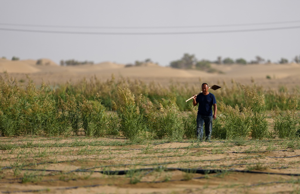 9月20日，工作人员在新疆尉犁县境内的塔里木河南岸防沙治沙区巡视。新华社记者 江文耀 摄