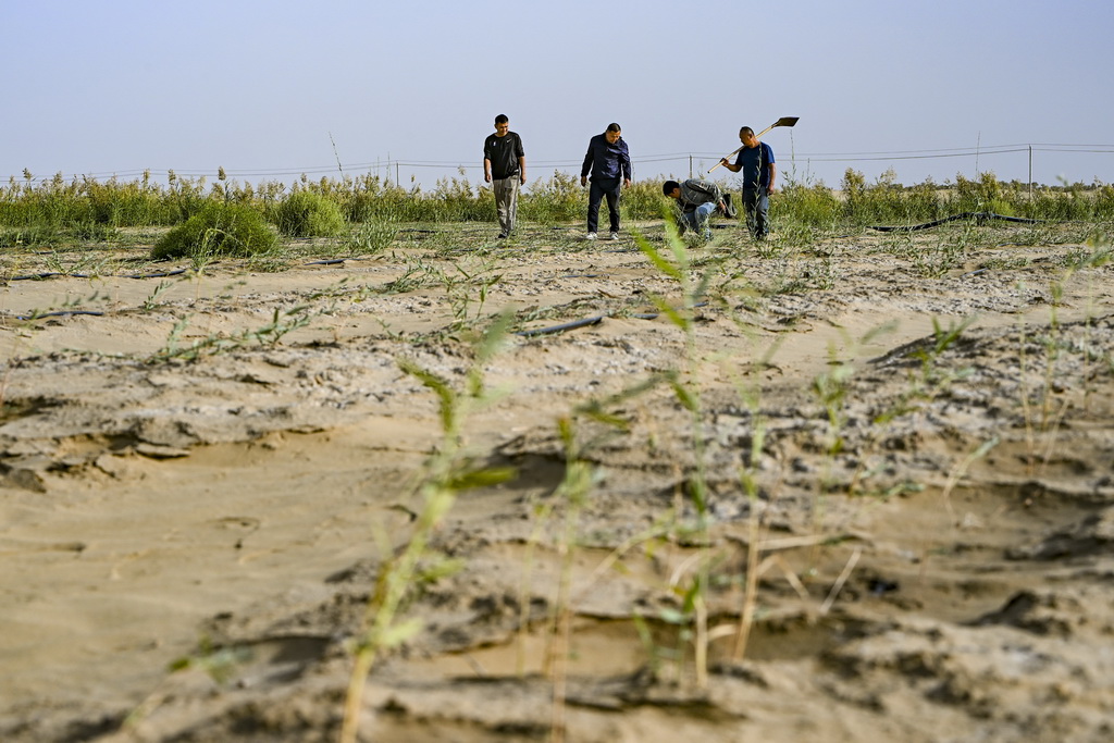 9月20日，新疆尉犁县国有林管理局护林员艾力·尼亚孜（左二）和工作人员一起查看罗布麻长势。新华社记者 陈朔 摄